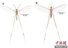 新疆吐鲁番盆地发现昆虫新属种 以《西游记》人